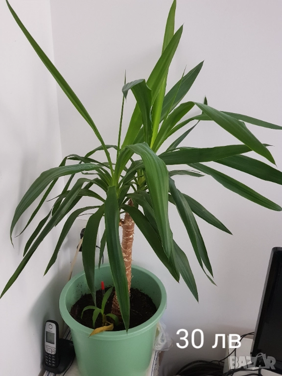 Стайни цветя в саксии, снимка 1