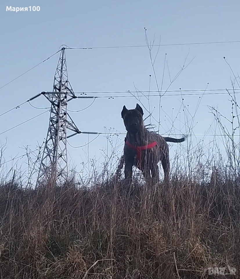 Бриса Канарио Press Canario , снимка 1