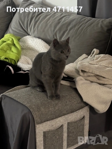 Сива късокосместа британка, снимка 2 - Британска късокосместа - 53131386