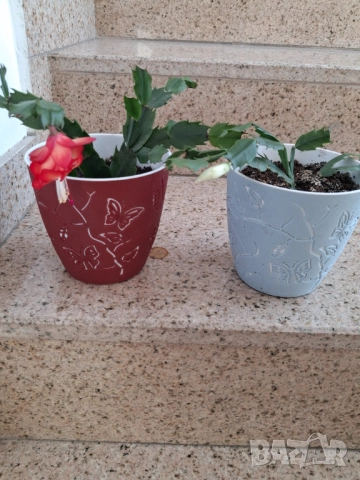 Стайни цветя - Коледничета, снимка 10 - Стайни растения - 52315263