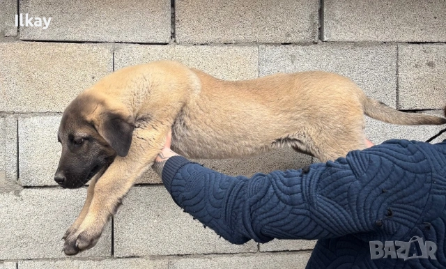 Продавам Чистокръвно Кангалче, снимка 3 - Кангал - 53899966