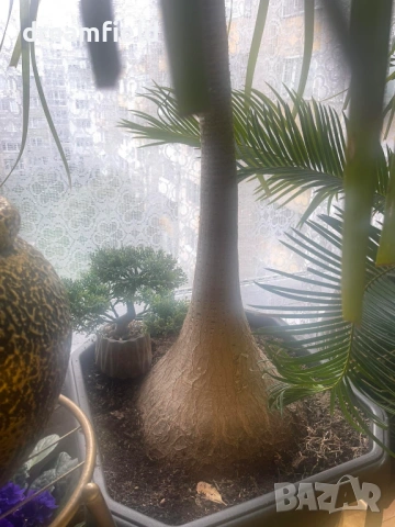 Нолина- екзотично цвете.