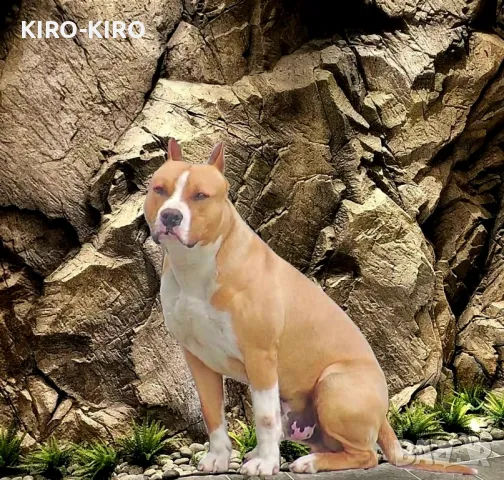 Чистокръвен Амстаф от Сърбия за разплод !, снимка 2 - Други - 49279411