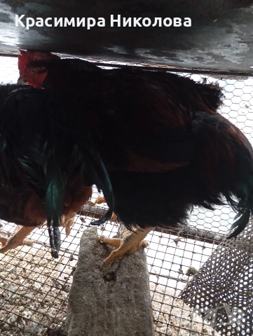 Продавам петли червени катунци., снимка 3 - Кокошки и пуйки - 53192837