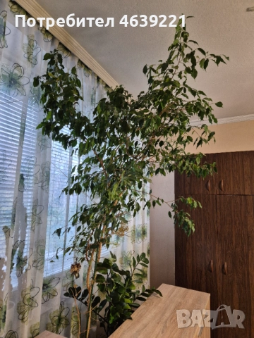 Бенджамин - 2 броя, снимка 4 - Стайни растения - 52259716