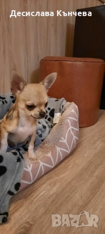 Мини чихуахуа момче, снимка 3 - Чихуахуа - 52434803
