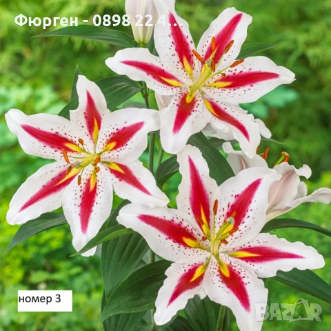 Лилиум в саксия Силно ароматен !, снимка 3 - Разсади - 50549583