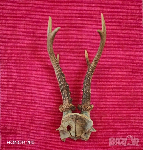 Ловен трофей от сръндак. , снимка 3 - Антикварни и старинни предмети - 54044773