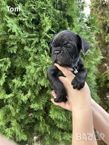 френски булдог плътно черно, снимка 2 - Френски булдог - 56009749