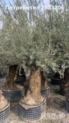 Продавам маслинови дървета, снимка 4 - Градински цветя и растения - 49531703