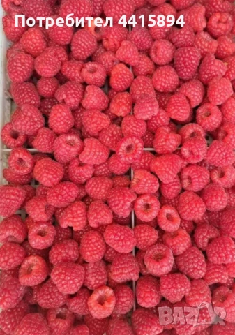 Разсад ягоди и малини , снимка 5 - Разсади - 53893507