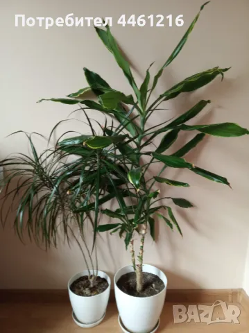 Цветя, палми, драцена