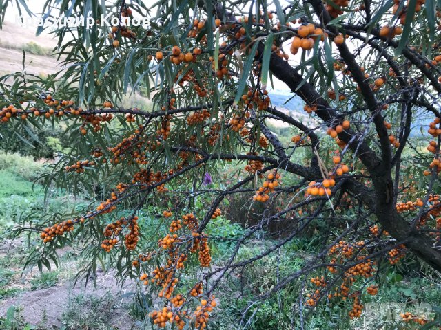 Облепиха, лечебни плодове и растения,супер храни,билки, снимка 2 - Градински цветя и растения - 34161365