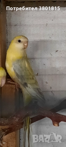 Пойни папагали , снимка 2 - Папагали - 52998501