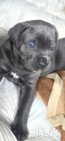 Продажба на чистокръвни кучета Кане Корсо, снимка 9 - Кане корсо - 54166371