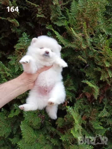 Бял мъжки Померан. Реални снимки от 21.04.2026 г. 