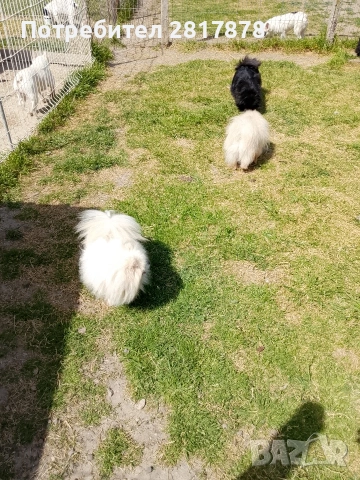 померан мини шпиц , снимка 4 - Померан - 54226454