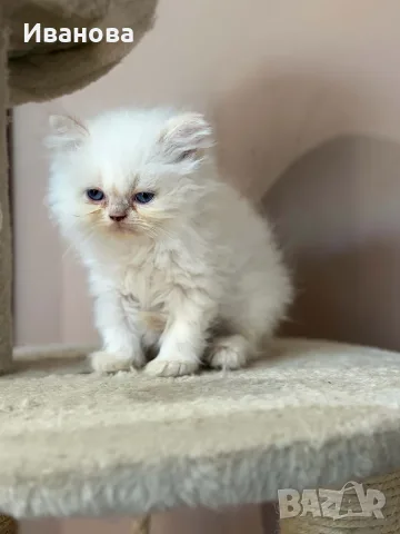 Персийско коте. , снимка 8 - Персийска - 56153471