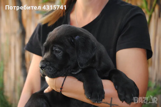 Кане корсо -момичета и момчета, снимка 6 - Кане корсо - 55728415