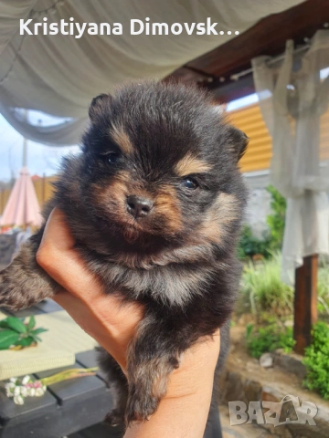 Продавам померан 