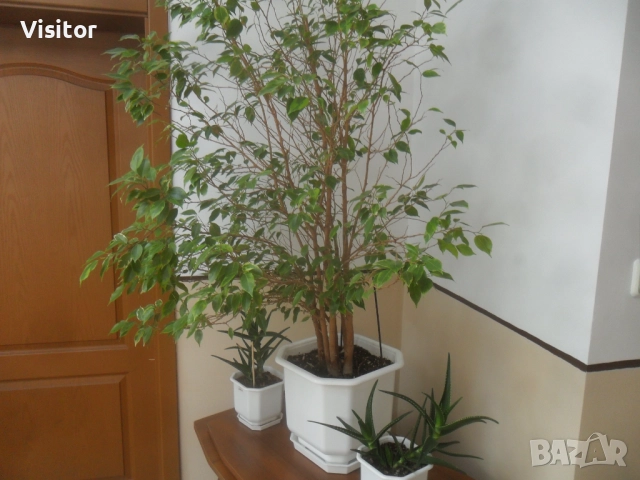 фотоапарат Samsung ES65  12.2 Мpx, снимка 18 - Фотоапарати - 52871501