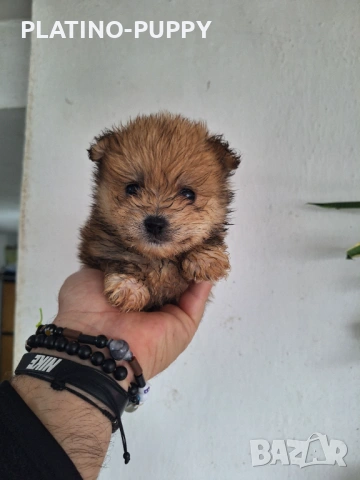 Женско померанче, снимка 4 - Померан - 54199861