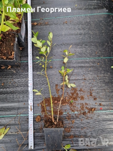 раздад боровинки , снимка 14 - Разсади - 51913927