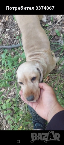 Кучета за трюфели , снимка 1