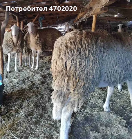 Продавам Шилета и Коч, снимка 4 - Овце - 56549901