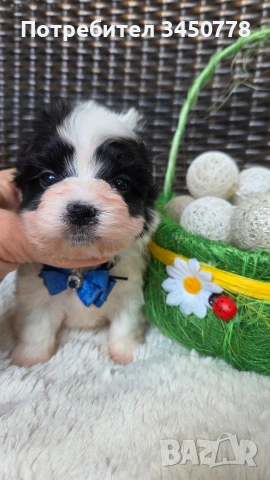 мини бивър момченце, снимка 6 - Йоркширски териер - 54224506