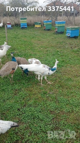 продавам пауни сребърни ,сребърни арлекини,Бели ,обикновени Индийски 