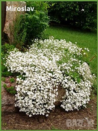 Гипсофила(каскадна)-бяла и розова, снимка 3 - Градински цветя и растения - 38121803