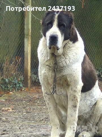 Алабай (Средно Азиатска Овчарка ), снимка 12 - Алабай - 54035161