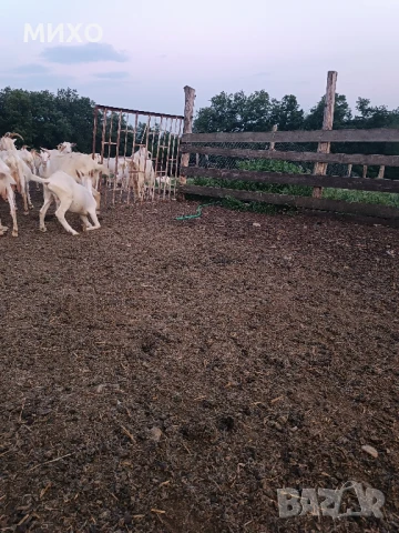 Свободни ярета , снимка 1