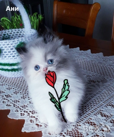 КОТЕНЦЕ МЕЧТА