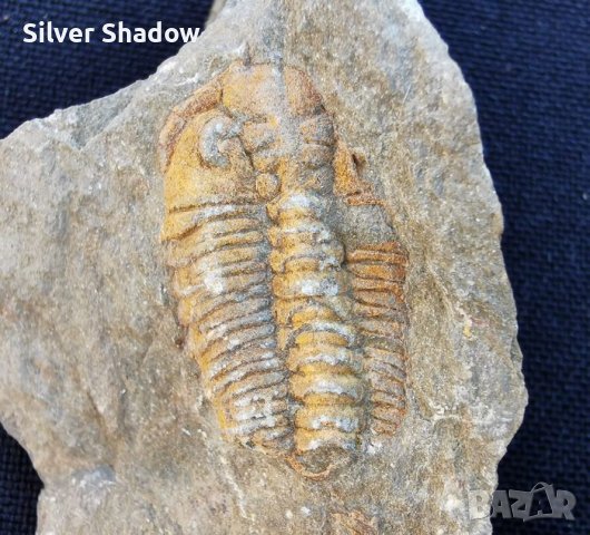 Фосил на Ordovician Fezouata - Палеозойска ера, снимка 1 - Колекции - 37910815