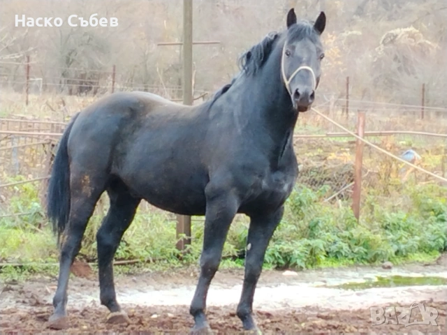 Продавам чисто породен Дунавски жребец, снимка 3 - Коне - 53955134