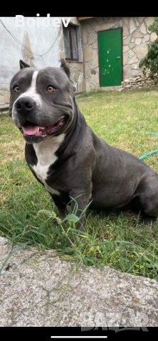 Американско були ХL ABKC си търси приятелка, снимка 5 - Други - 38081612