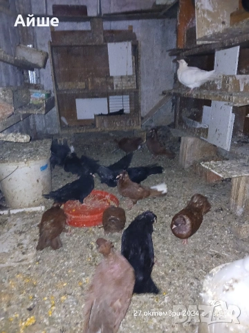 Паламарски гълъби, снимка 6 - Гълъби - 53065726