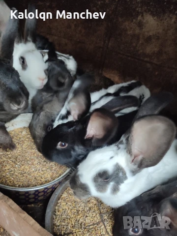 продавам зайци , снимка 4 - Други животни - 50505858