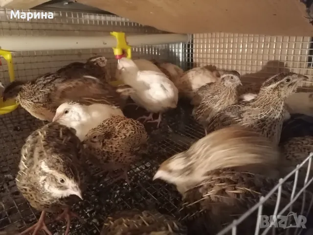 Пъдпъдъци ,гр.Свищов, снимка 7 - други­ - 45681936