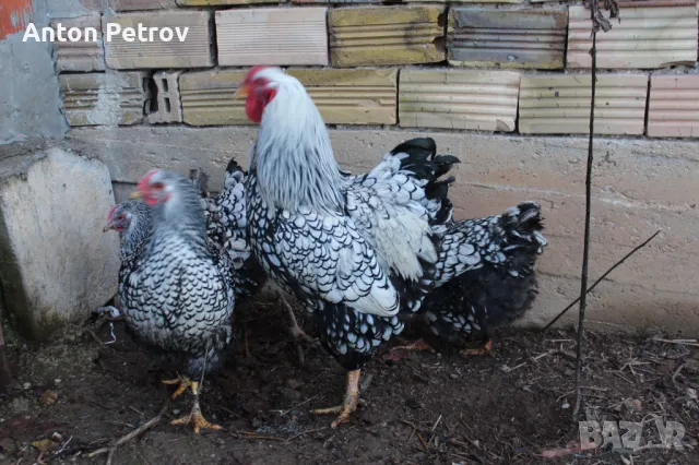 Продавам яйца от Сребърен Виандот, снимка 1