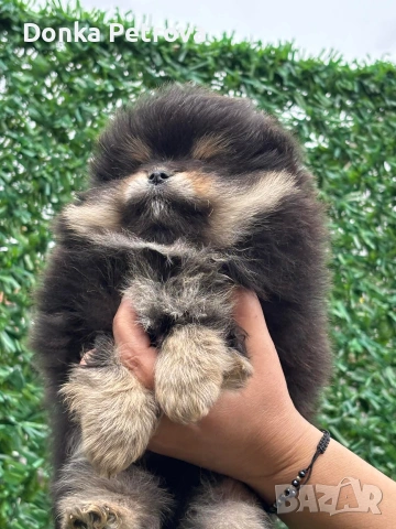 мини померан , снимка 2 - Померан - 54016803
