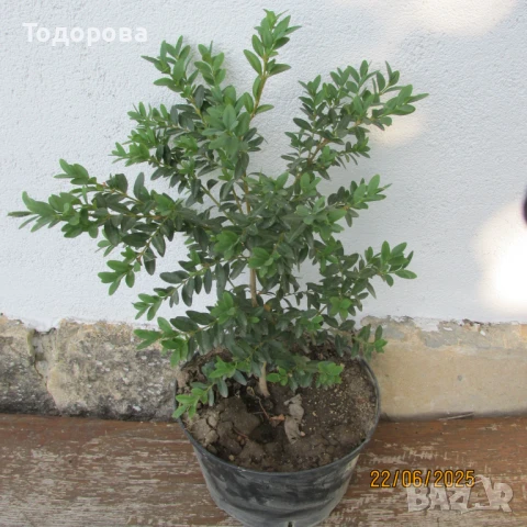 чемшир , снимка 1