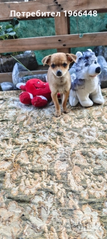 Пинчери за любящи хора, снимка 1