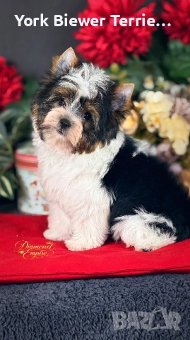 Йоркширски Териер! Красавец с родословие за семейство с деца! Доставка до всеки град 