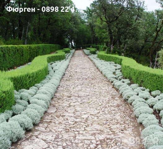 Сантолина Сребриста  