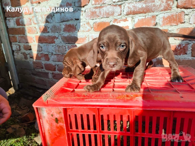 Продавам кученца , снимка 5 - Други - 53374412