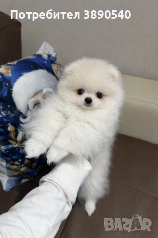 Мини померан