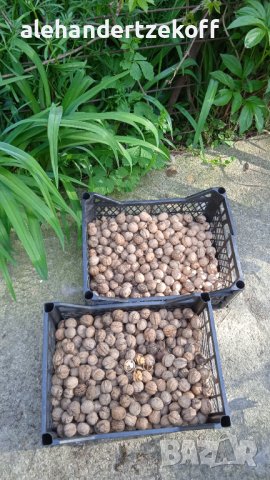 Градински орехи от Витоша , снимка 1 - Домашни продукти - 37000285